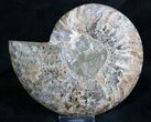 Split Ammonite Fossil (Half) - Beautiful #7974-1